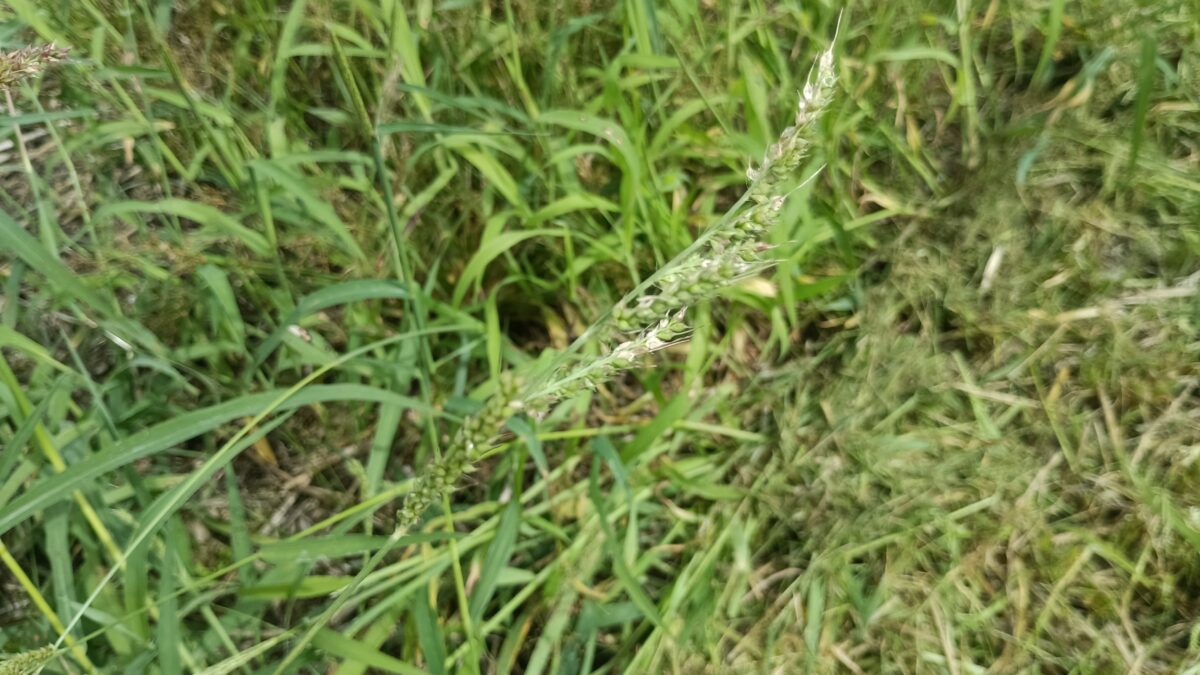 ヒエがもっさもさにまだ種が未熟なうちに処理しないといけません。たぶん。