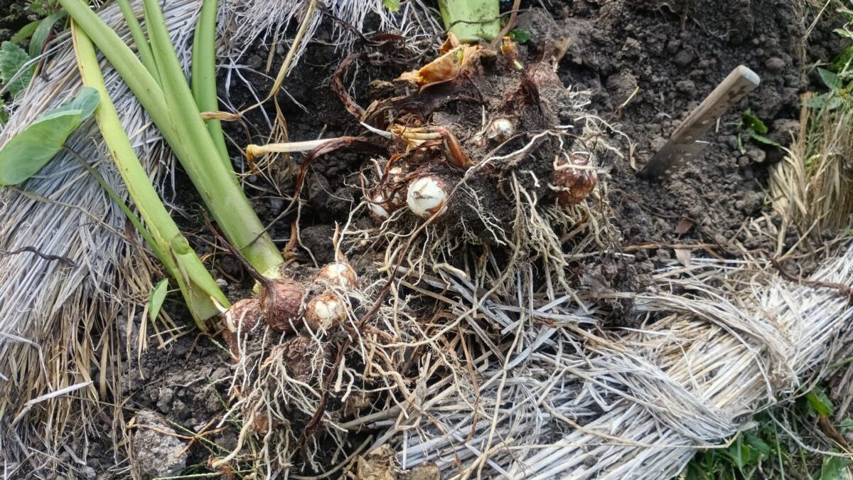 里芋試し掘り日照の割にはいい感じ