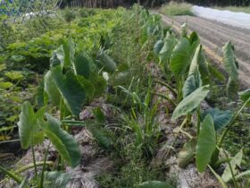里芋生姜の畝 家の裏のちょっと大きな家庭菜園？