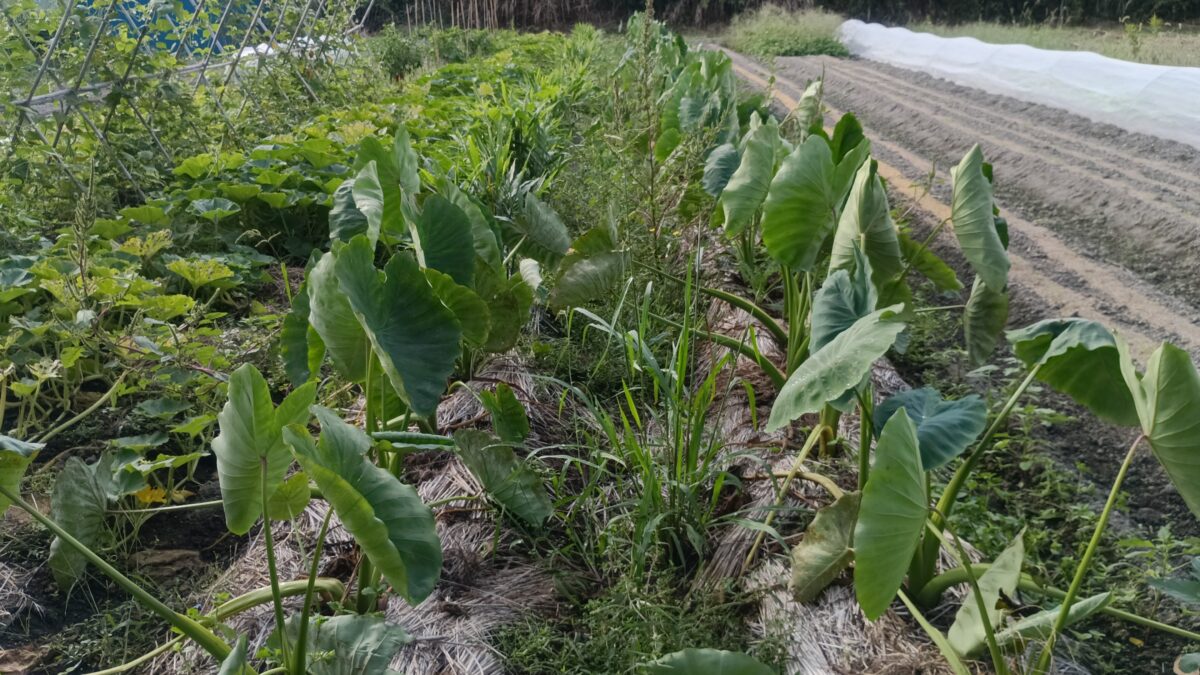 里芋生姜の畝家の裏のちょっと大きな家庭菜園？ 他にはナスや白茄子、オクラにエンサイ、カボチャにインゲン。 先日播種した人参やホウレンソウ。 定植して虫除け寒冷紗してある白菜などなど。 どれも生育良好な感じで、自給率アップです。