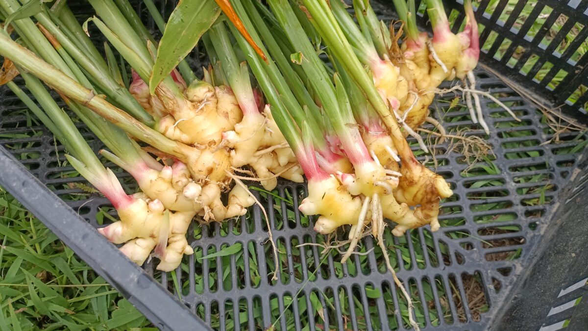 新生姜　美味そうです