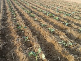 キャベツ、ブロッコリー、カリフラワー定植