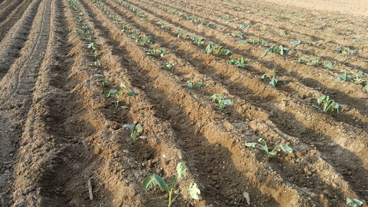 キャベツ、ブロッコリー、カリフラワー定植