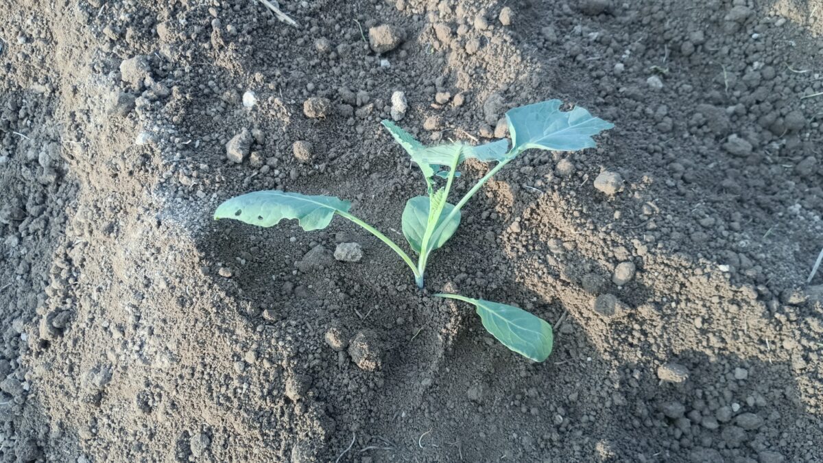 カリフラワー定植