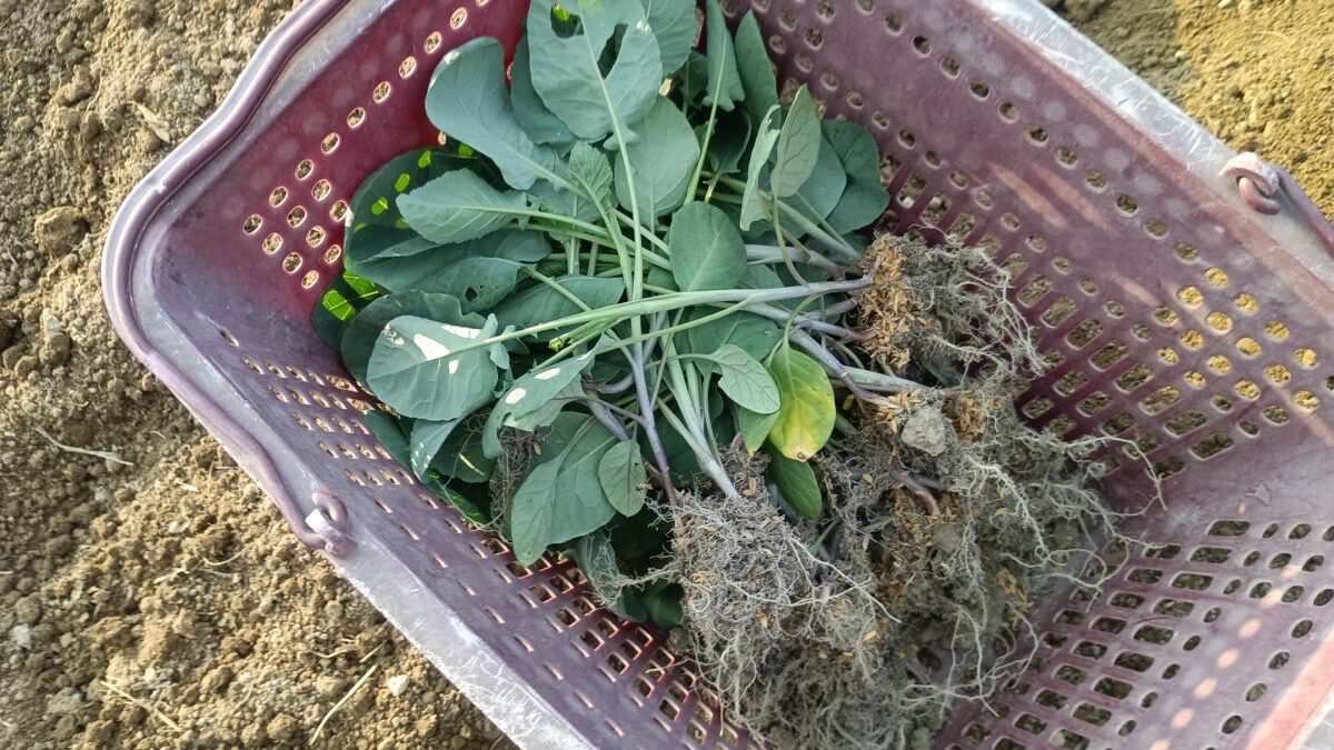 露地冷床育苗の苗