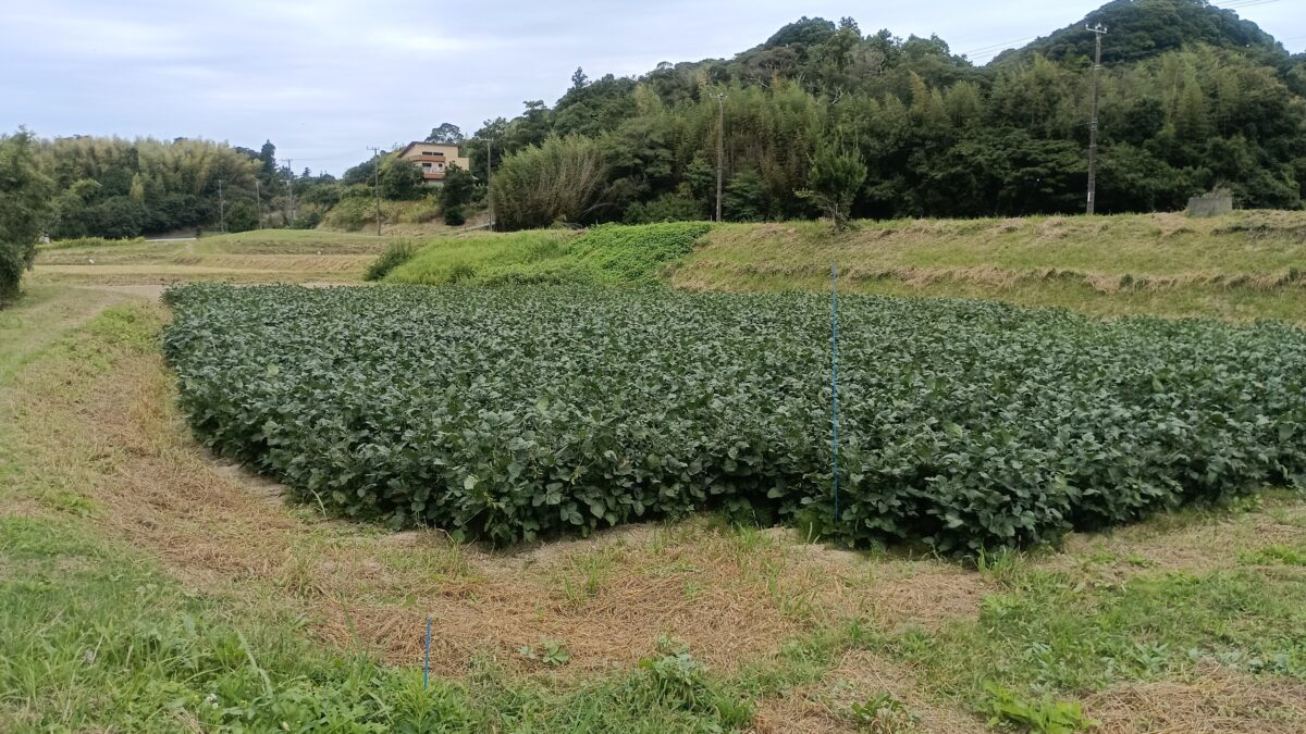海老敷的場の大豆畑味噌や醤油になるので、 毎年失敗は許されない(>_<)