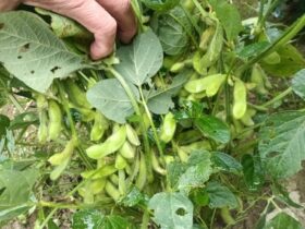 今年は順調に実が入ってきた 早生も晩生もいい感じ なぜか去年は早生がダメだった