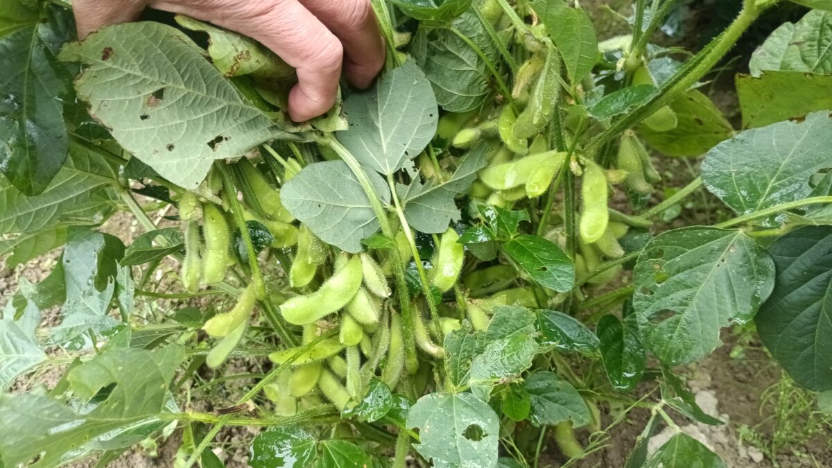 今年は順調に実が入ってきた早生も晩生もいい感じ なぜか去年は早生がダメだった