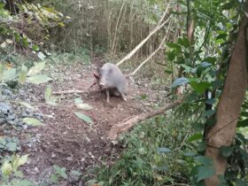 山間谷の山の中 農地が荒らされて耕作放棄 捕獲に努めねば