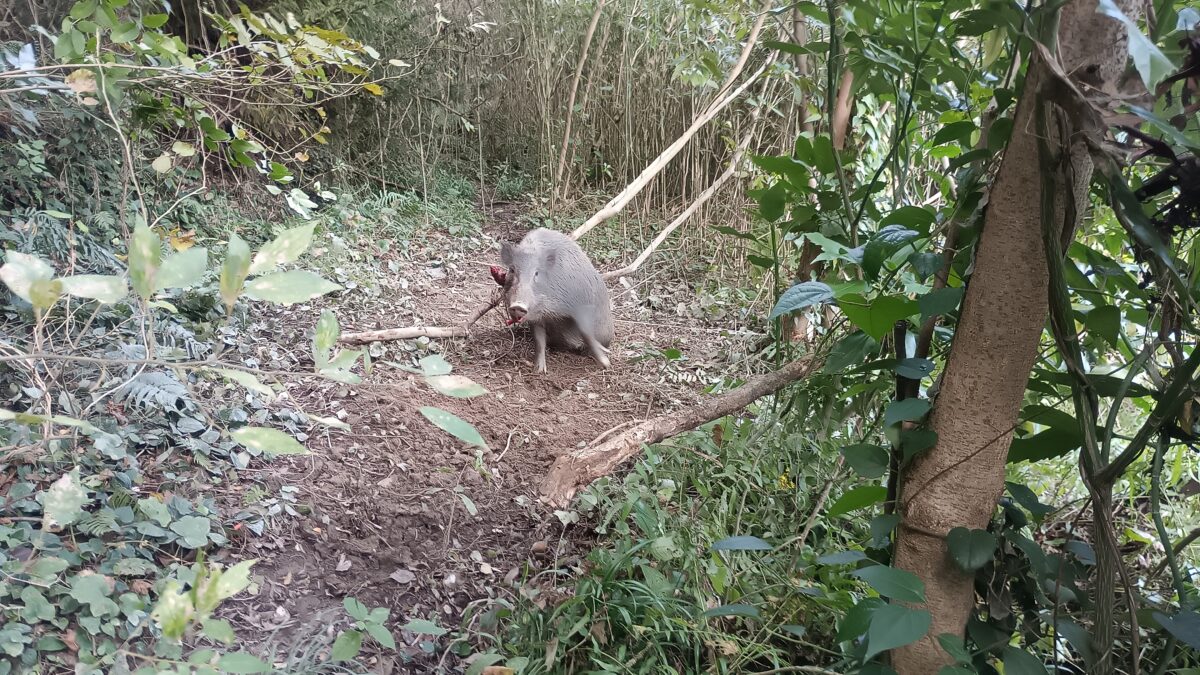 山間谷の山の中農地が荒らされて耕作放棄 捕獲に努めねば