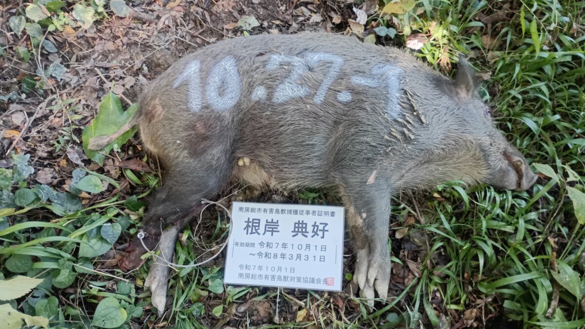 有害獣駆除発情しているの 大型の雄のイノシシ