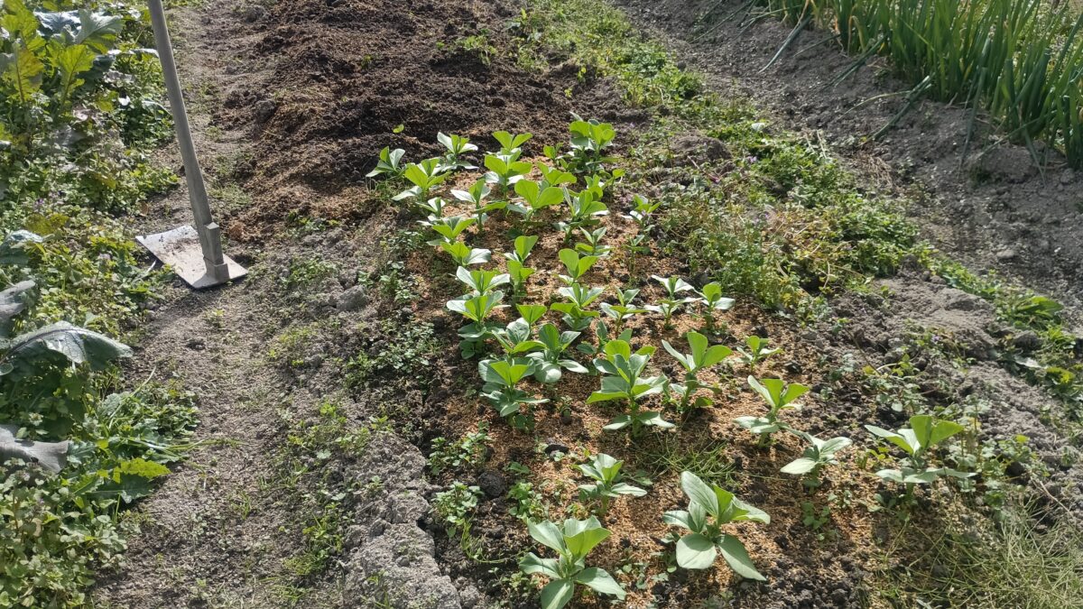 苗床のソラマメ。だいぶ大きくなりました。