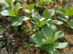 苗床のソラマメ苗