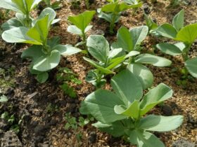 苗床のソラマメ苗