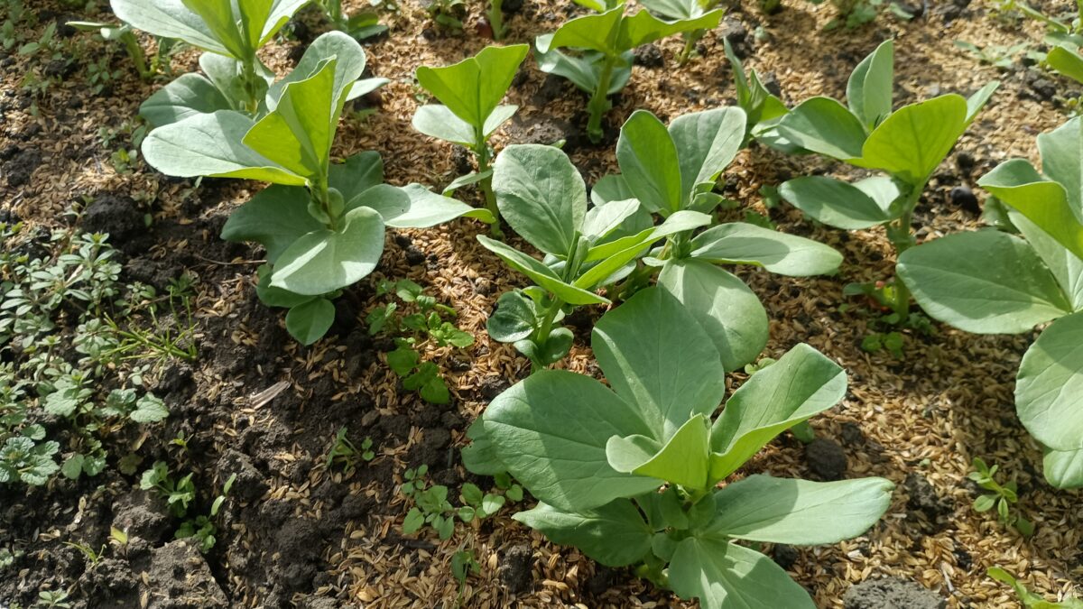 苗床のソラマメ苗