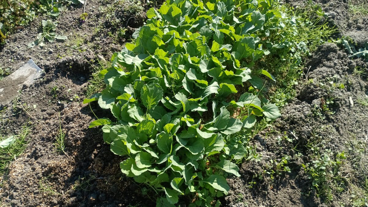 春キャベツ苗　金系201