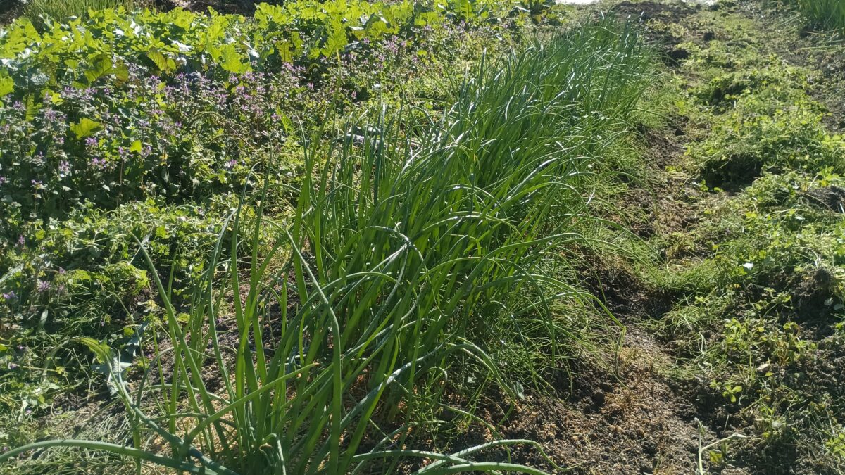 玉葱3種　早生のソニックと錦毬　赤玉葱も