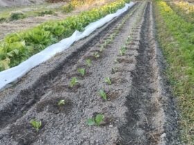 春キャベツ定植