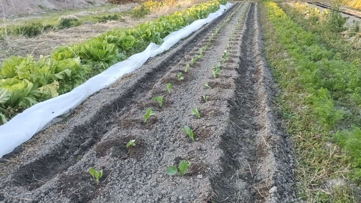 春キャベツ定植