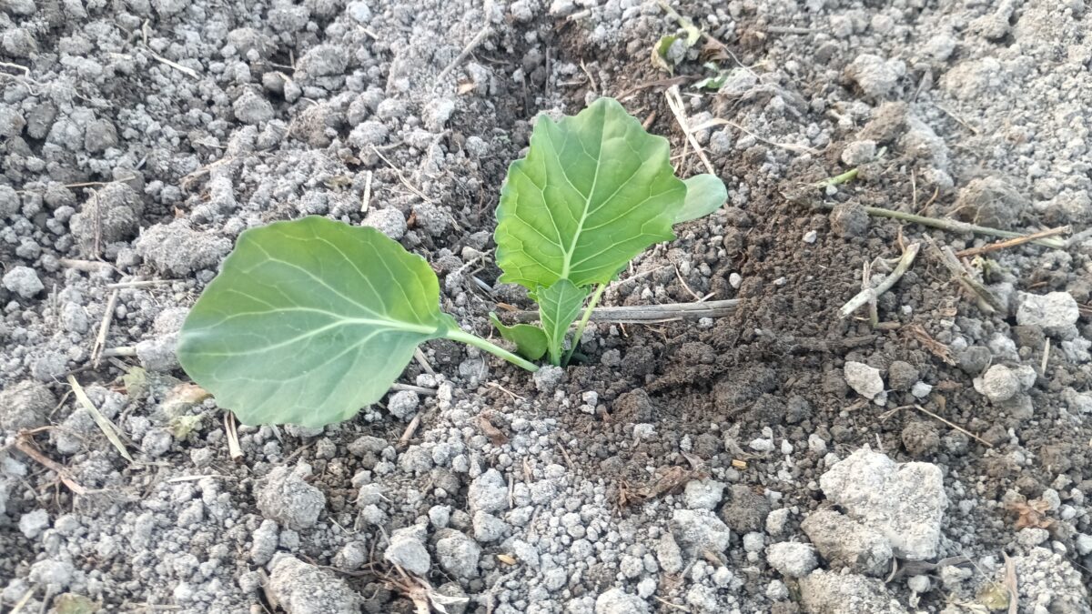 春キャベツ定植