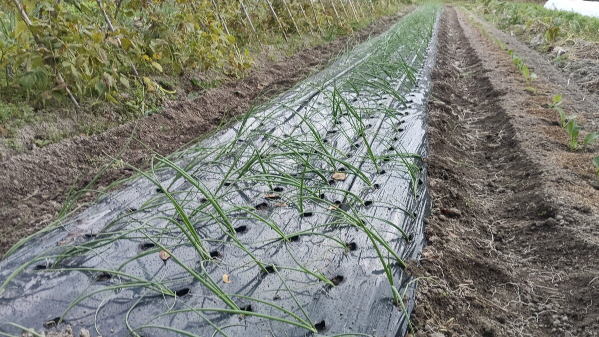 玉葱定植　玉葱だけはビニールマルチを使用しています。