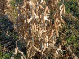 早生大豆のフクユタカ