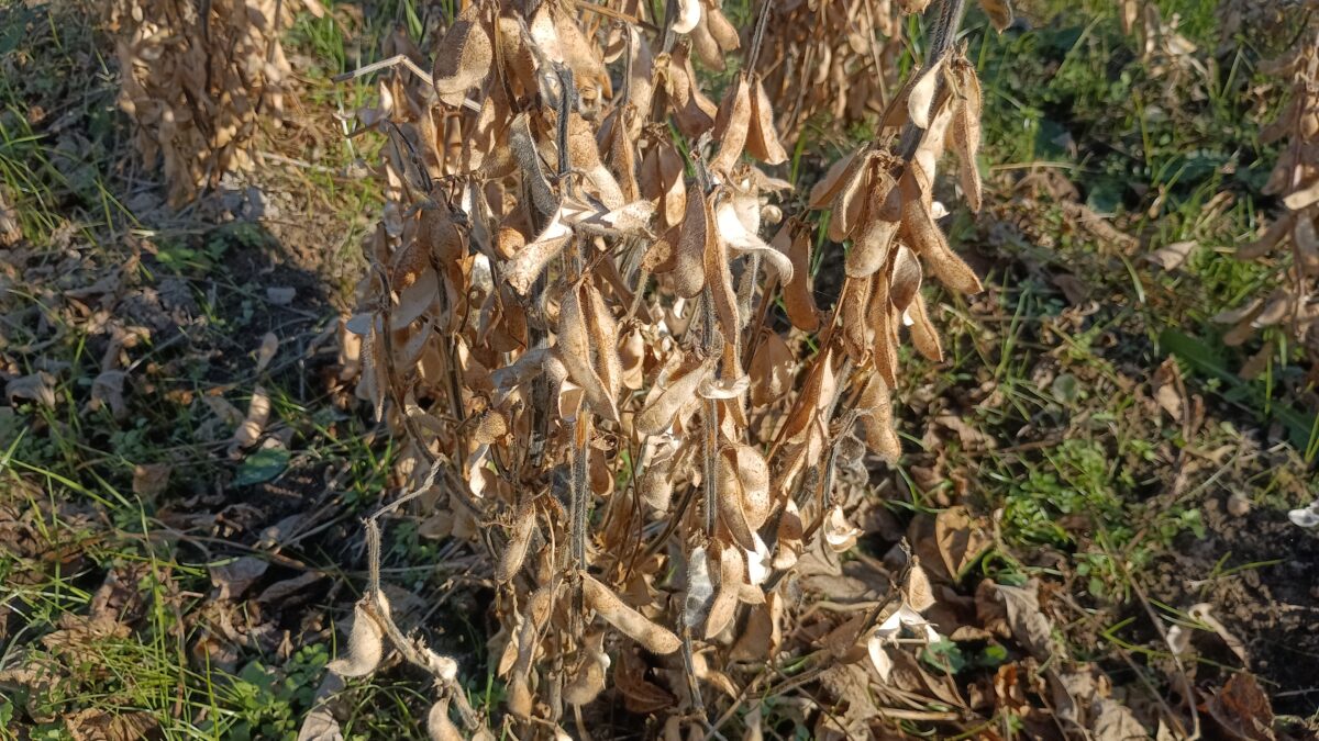 早生大豆のフクユタカ