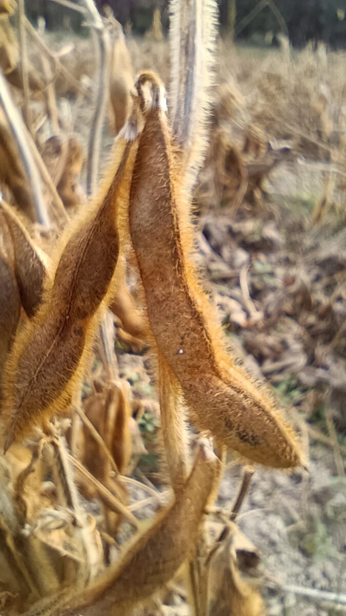 自家採種薄緑系大豆。鞘は黄金色？？