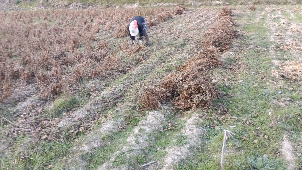 晩生大豆収穫作業