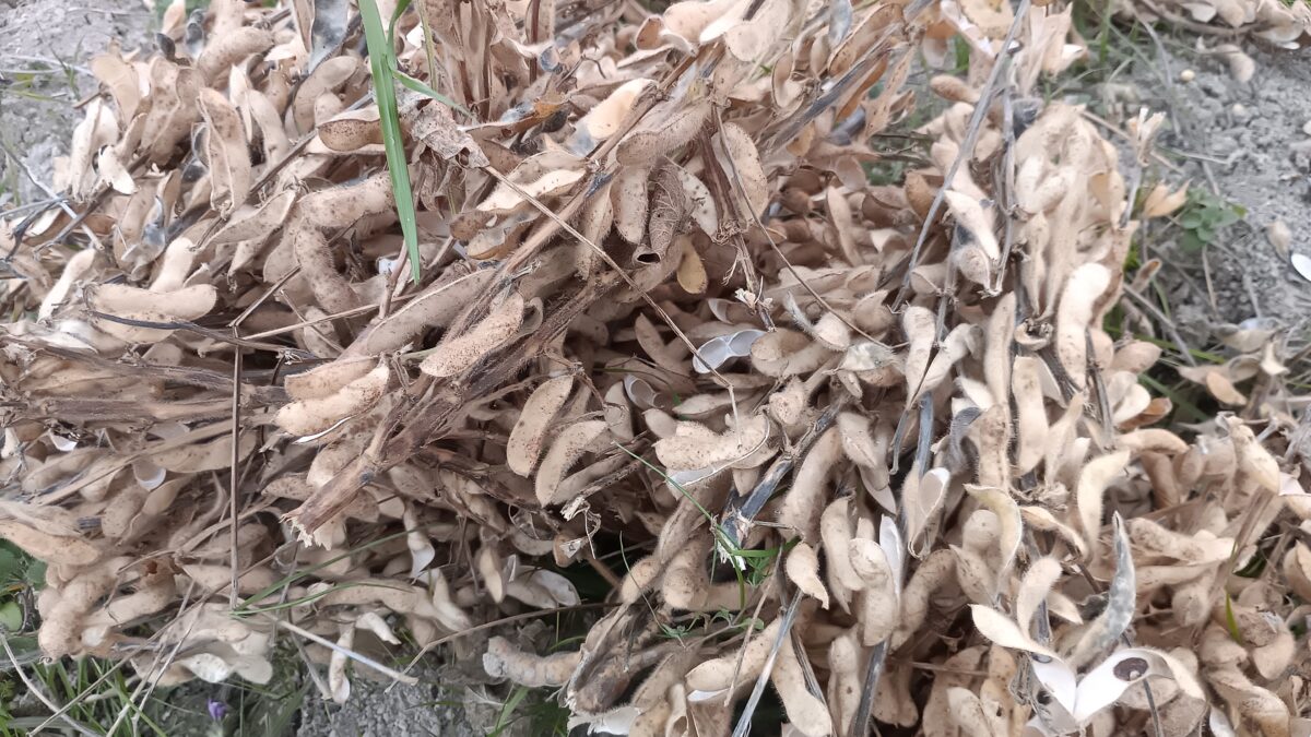 早生のフクユタカ