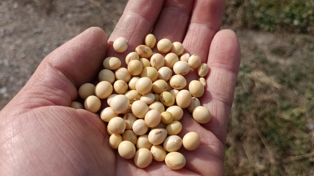 早生のフクユタカ白大豆です。