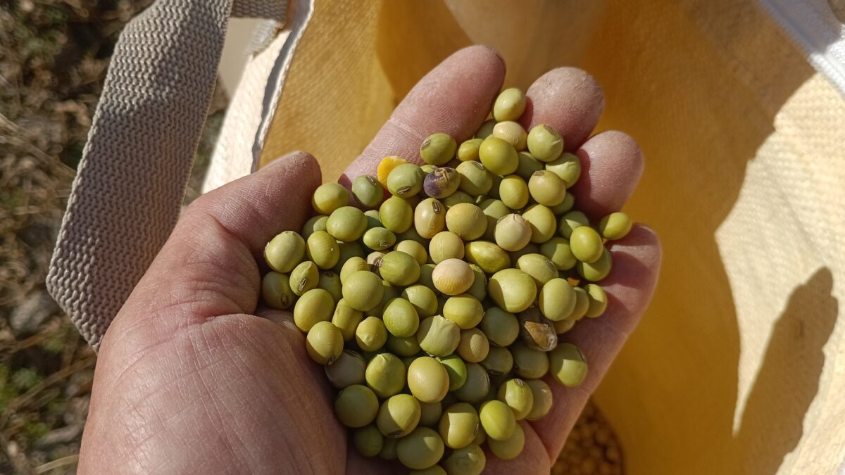 自家採種薄緑系大豆