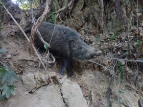 イノシシ捕獲 大型のオス