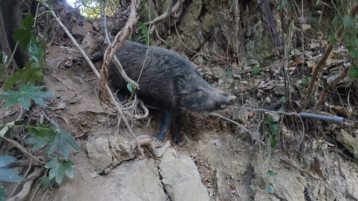 イノシシ捕獲大型のオス