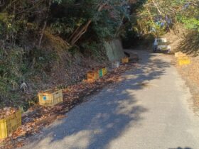 近くの林道へ落ち葉集め