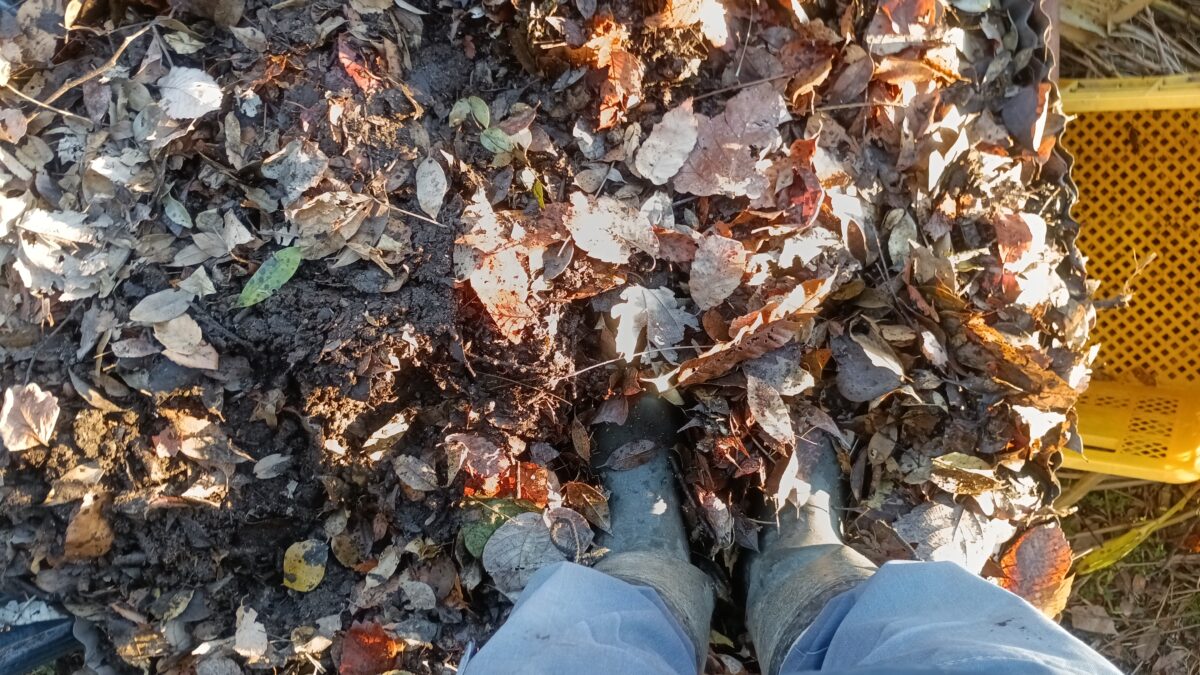 落ち葉を踏み込みます