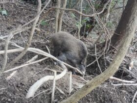 イノシシ捕獲 中型のオス