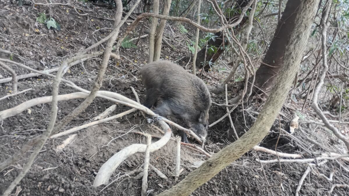 イノシシ捕獲中型のオス