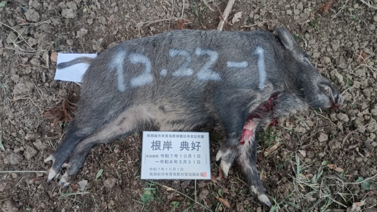 イノシシ捕獲