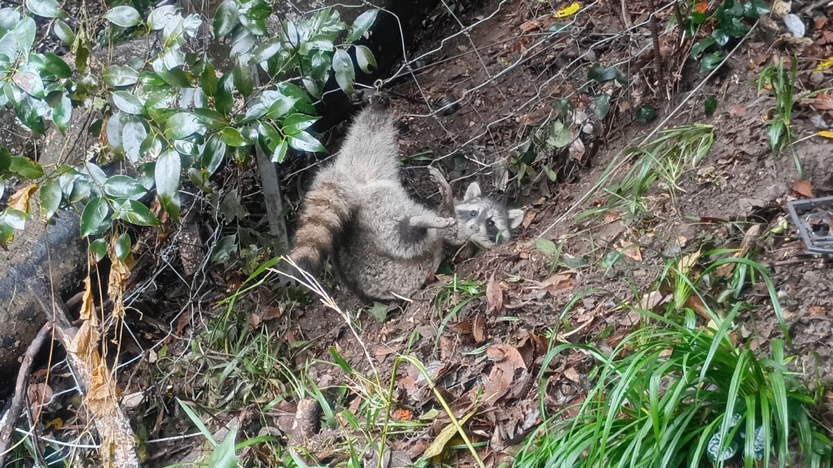 アライグマ捕獲
