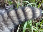 アライグマ　尻尾は縞々が特徴