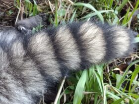 アライグマ　尻尾は縞々が特徴