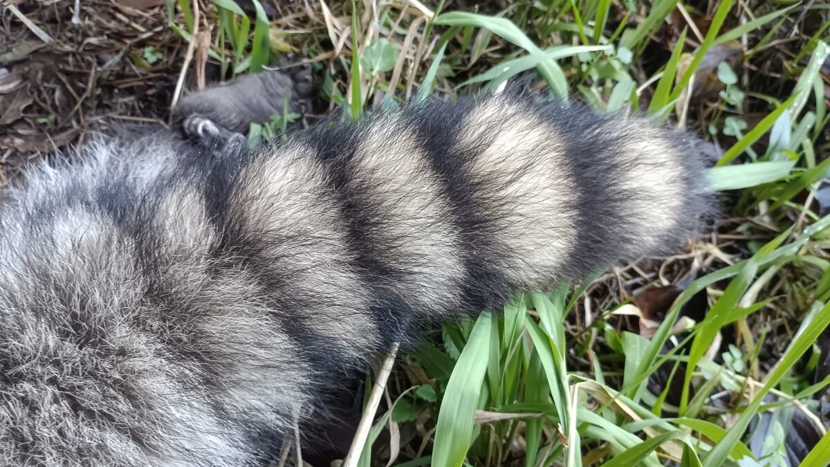 アライグマ　尻尾は縞々が特徴