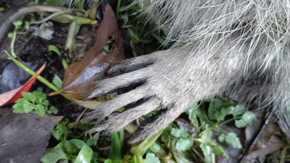 アライグマ　鋭い爪