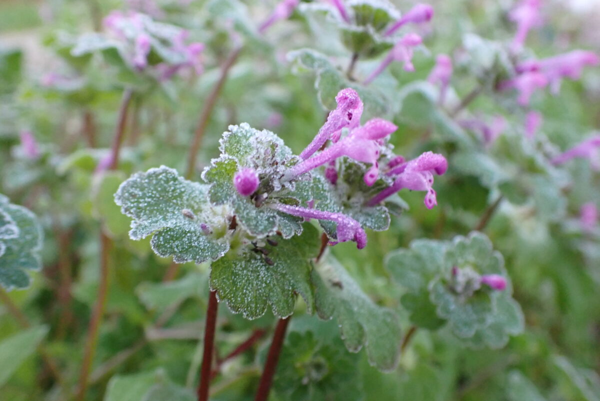 初霜??春の花ホトケノザも
凍っています