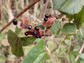 タンキリマメ　マメ科