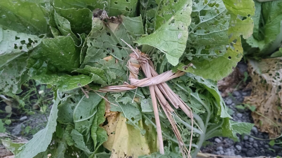 ワラを使って白菜頭縛り