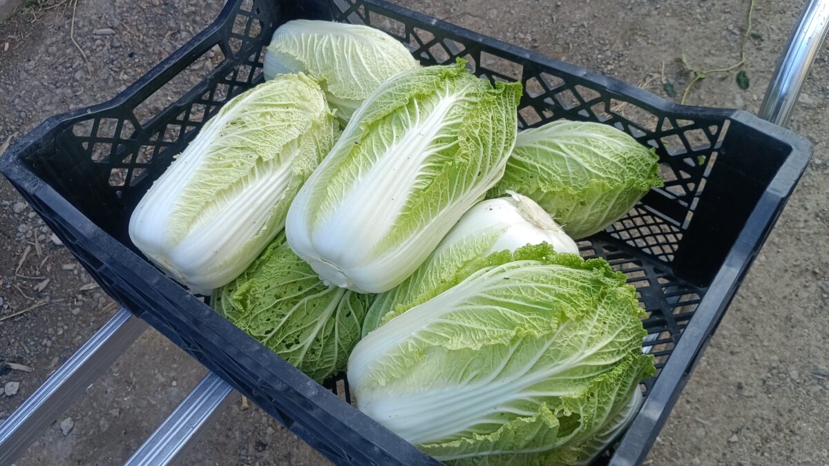 小ぶりの締りの良い白菜