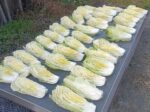 日陰干し中の白菜
