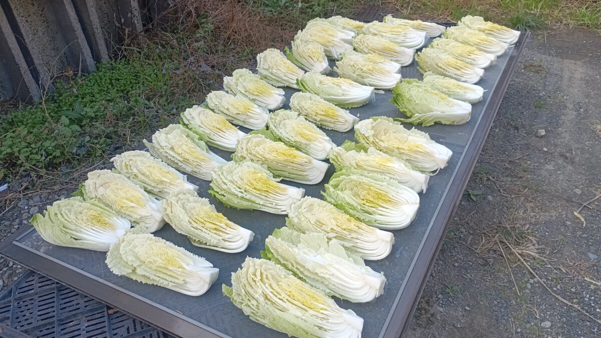 日陰干し中の白菜